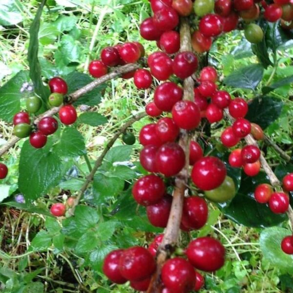 Mexicaanse koffiesoorten