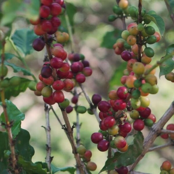 Limaní, koffie uit Puerto Rico